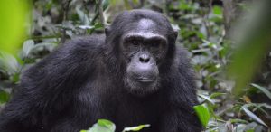 An Alpha Male Chimp in Kibale by Vincent Mugaba